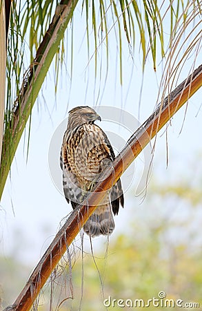 Hunting hawk Stock Photo