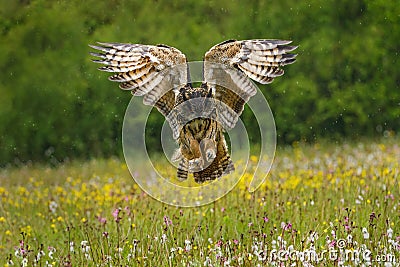 Hunting owl. Eurasian Eagle Owl, Bubo bubo, landing with spread wings in colorful flowered meadow. Wildlife scene from nature. Stock Photo