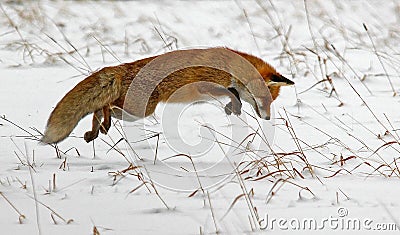 Hunting red fox Stock Photo