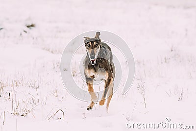 Hunting Sighthound Hortaya Borzaya Dog During Hare-hunting At Wi Stock Photo