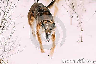 Hunting Sighthound Hortaya Borzaya Dog During Hare-hunting At Winter Day In Snowy Field Stock Photo