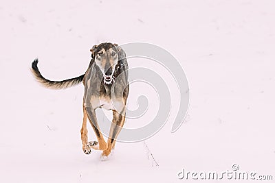 Hunting Sighthound Hortaya Borzaya Dog During Hare-hunting At Winter Stock Photo