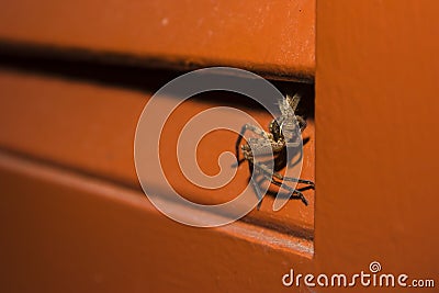 Hunting Spider Lurking in the Shadow 3 Stock Photo