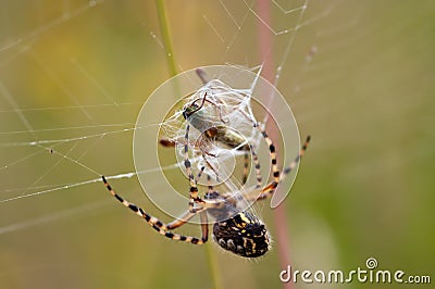 Hunting Spider Stock Photo