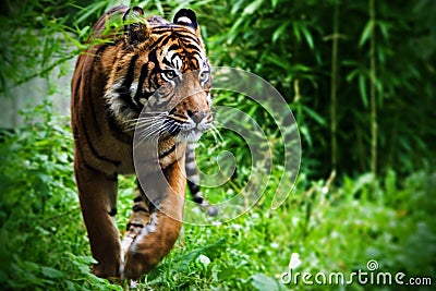 Hunting Tiger Stock Photo