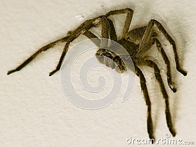 Huntsman Spider Stock Photo