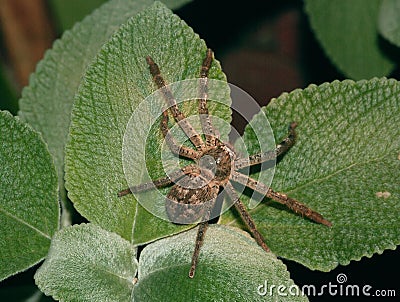 Huntsman spider Stock Photo