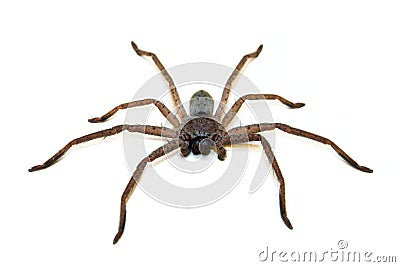 Huntsman Spider Stock Photo