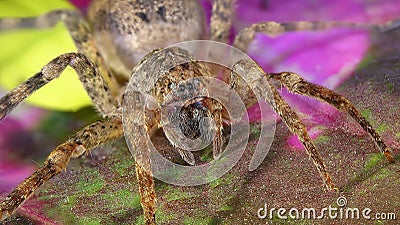 Huntsman spider, giant crab spider or cane spider, Heteropoda venatoria Sparassidae on a flower Stock Photo