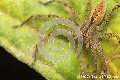 Huntsman spider - Pseudopoda sp, Amba , Kolhapur , Maharashtra Stock Photo