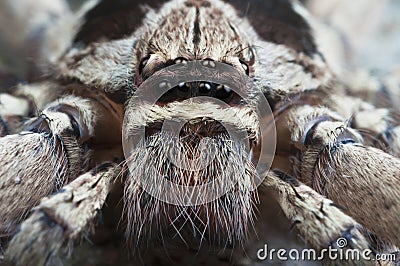 Huntsman spider. Stock Photo