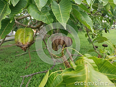 Hura crepitans fruit of the sandbox tree. Stock Photo