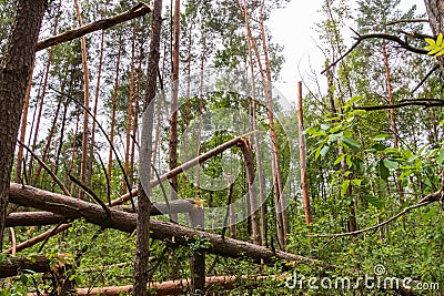 A hurricane in the forest knocked down trees and they fell Stock Photo