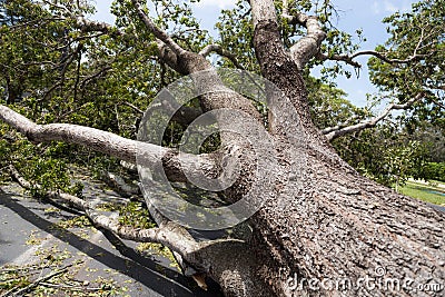 Hurricane Irma downed oak tree Stock Photo