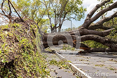 Hurricane Irma downed oak tree Stock Photo