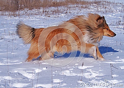 A hurrying collie Stock Photo