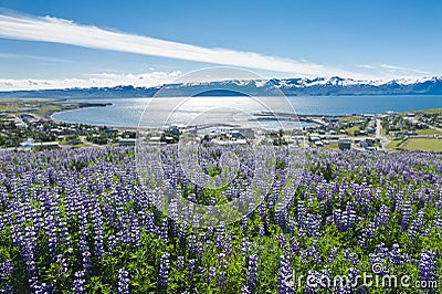 Husavik Stock Photo