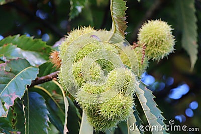 Husk on a chestnut tree branch Stock Photo