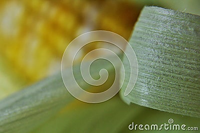 Husk of corn Stock Photo