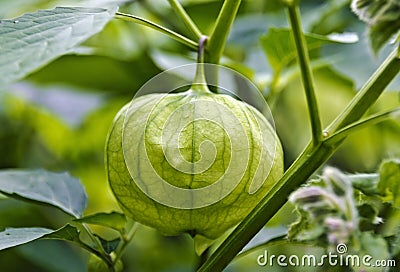 Husk of a Physalis ixocarpa Stock Photo