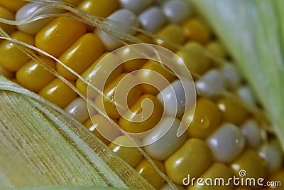 Husk, silk and kernel of corn Stock Photo