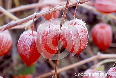 Husk tomato fruits covered with snow. Stock Photo