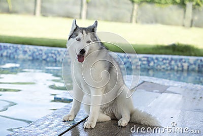 Huskies. Stock Photo