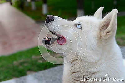 Husky - a beggar Stock Photo