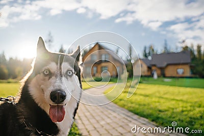 Husky breed`s dog face looks into the camera with a surprised, funny, playful mood. Doggy emotions Stock Photo