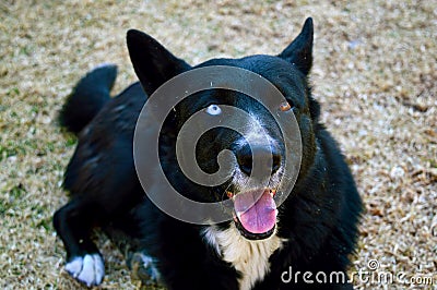 A Husky/Collie Dog Looks at the Camera Stock Photo