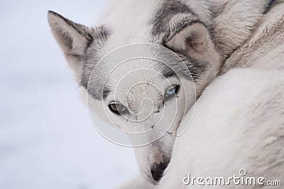 Husky with different colored eyes Stock Photo