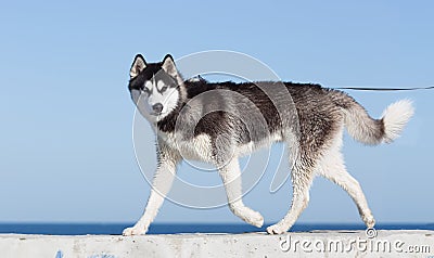 Husky with different colored eyes walking Stock Photo