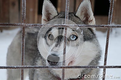 The husky with the different eyes Stock Photo