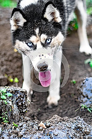 Husky digs a hole Stock Photo