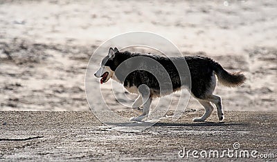 Husky dog Stock Photo