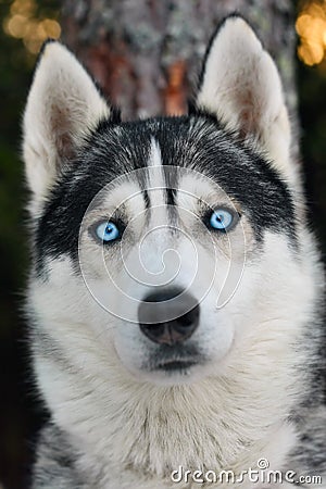 Husky dog Stock Photo