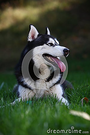 Husky dog Stock Photo