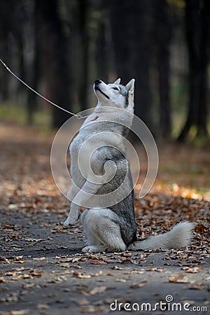 Husky dog begging for a treat sitting on its hind legs Stock Photo