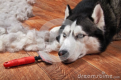 Husky dog and big pile Stock Photo