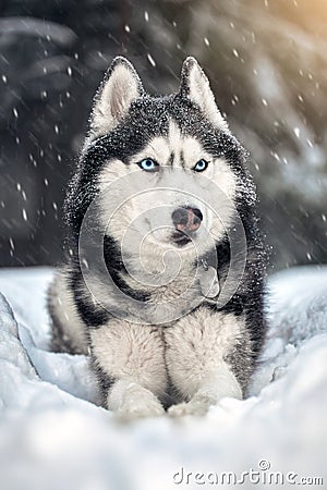 Husky dog with blue eyes in snowy winter forest. Snowstorm winter nature background. Siberian husky dog wolf on snow. Stock Photo