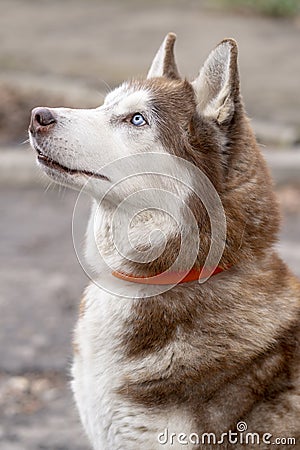 A husky dog in a collar sits and looks up, close-up, selective focus. Stock Photo