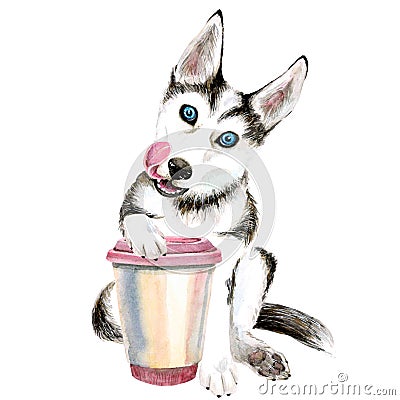 The Husky dog drinks coffee from a pink glass. cute puppy. Isolated Stock Photo