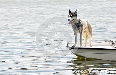 THE DOG ON THE LITTLE BOAT Stock Photo