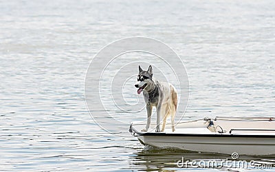 THE DOG ON THE LITTLE BOAT Stock Photo