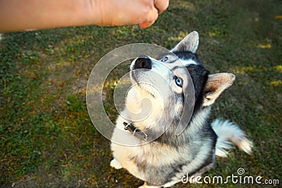 Husky dog gets a delicious for executing the Sit command. Training a pet on the grass, the owner`s hand, begging for food. Animal Stock Photo