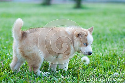 Husky dog grabbed green grass with her mouth Stock Photo