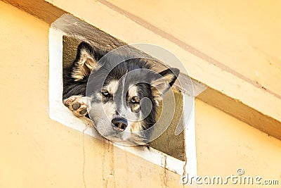 Husky dog head at a window Stock Photo