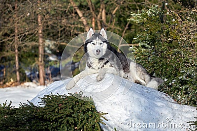 Husky dog lies on big pile of snow in sunny day Stock Photo