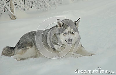 The husky dog is lying in the snow very angry Stock Photo