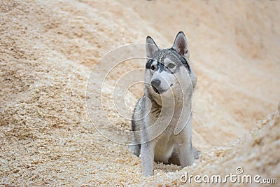 Husky dog on a pile of wood shavings Stock Photo